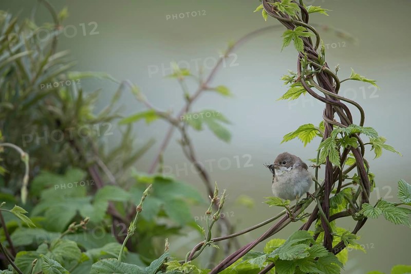 Common Whitethroat (Sylvia communis) with insect prey in beak to feed chicks, Mecklenburg-Western Pomerania, Germany