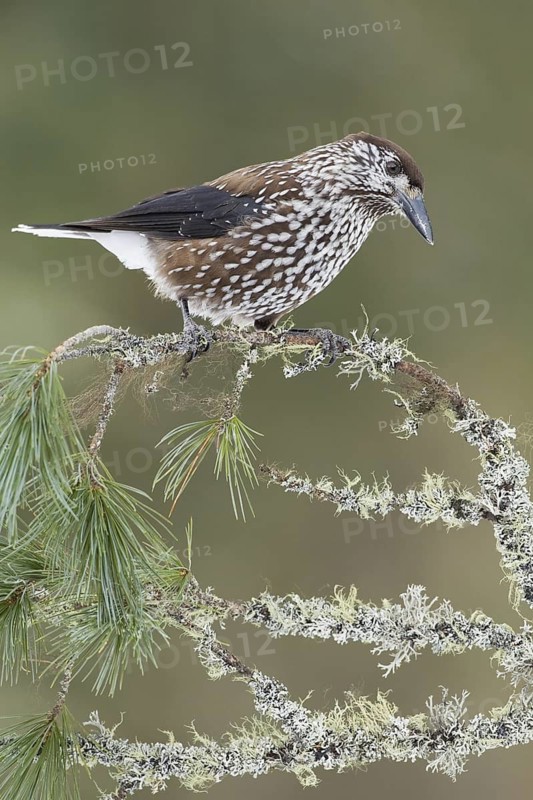 Spotted Nutcracker (Nucifraga caryocatactes), Switzerland