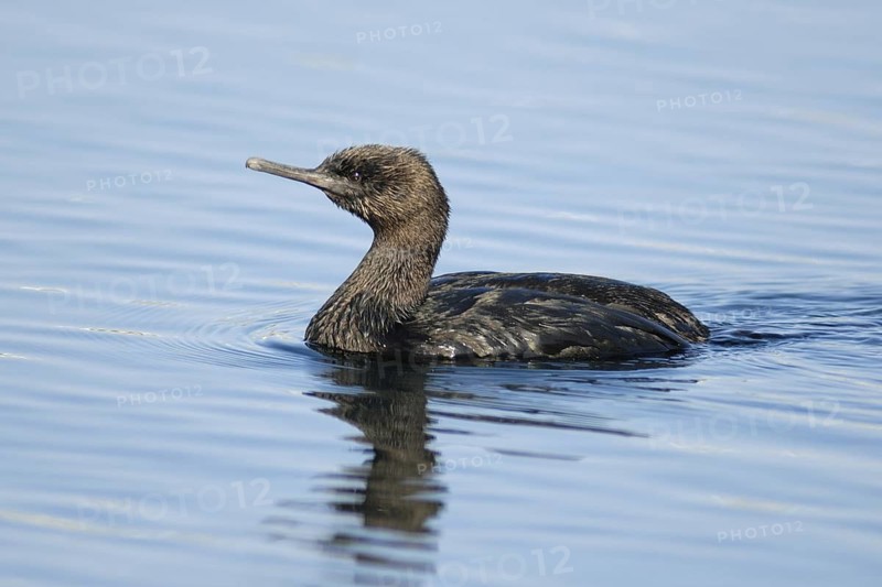 Pelagic Cormorant (Phalacrocorax pelagicus), Hokkaido, Japan