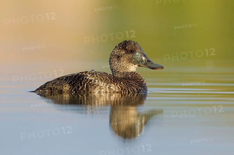 Blue-billed Duck (Oxyura australis) female, Victoria, Australia
