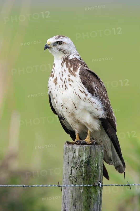Red-tailed Hawk (Buteo jamaicensis), Texas, USA