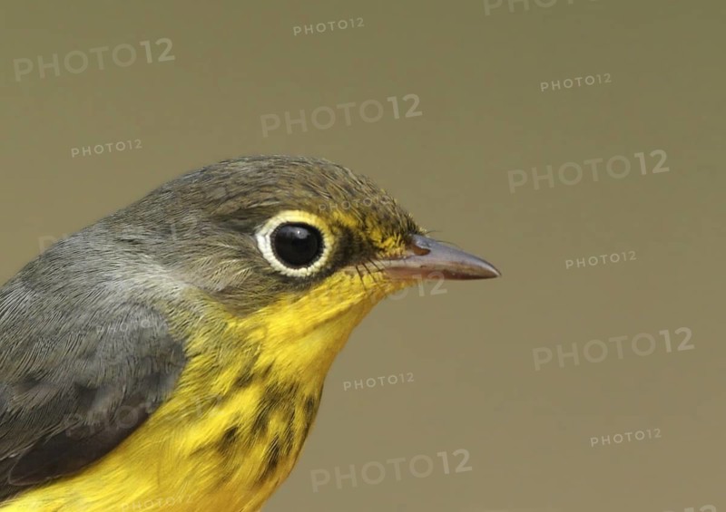 Canada Warbler (Cardellina canadensis), Saskatchewan, Canada