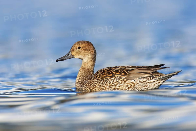 Northern Pintail (Anas acuta) female, British Columbia, Canada
