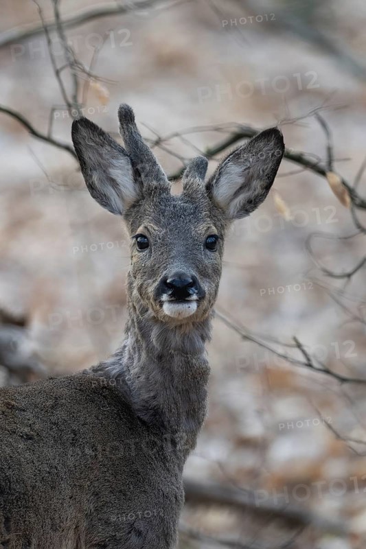 Abnormal roebuck in the bast (Capreolus capreolus), Bitburg, Rhineland-Palatinate, Germany