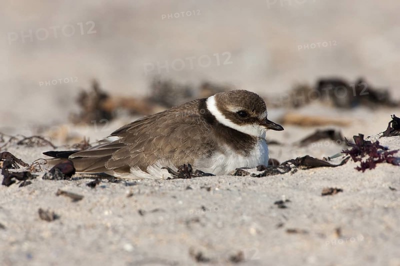 Common Ringed Plover (Charadrius hiaticula), Schleswig-Holstein, Germany
