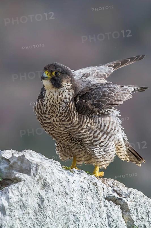 Peregrine Falcon (Falco peregrinus) perched on a rock, Istria, Croatia