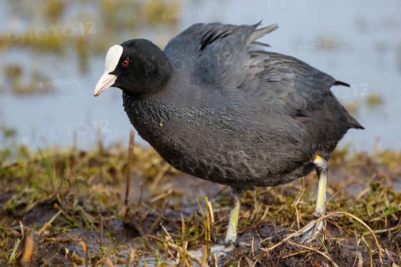 Eurasian Coot (Fulica atra) foraging, Netherlands