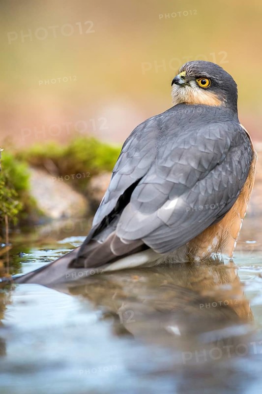 Eurasian Sparrowhawk (Accipiter nisus) male at a waterhole, Madrid, Spain