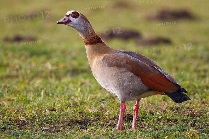 Egyptian Goose (Alopochen aegyptiaca), North Rhine-Westphalia, Germany