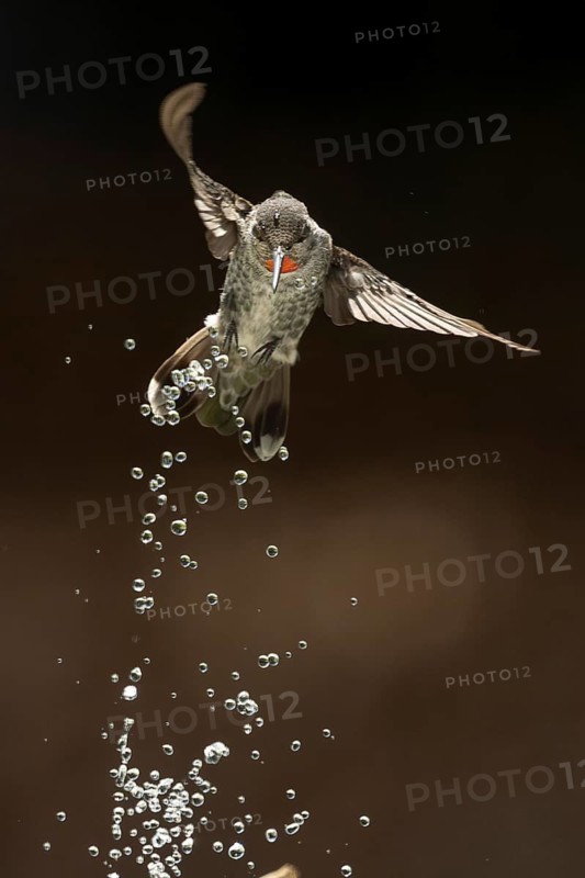 Annas hummingbird, calypte anna, enjoying the water fountain drops