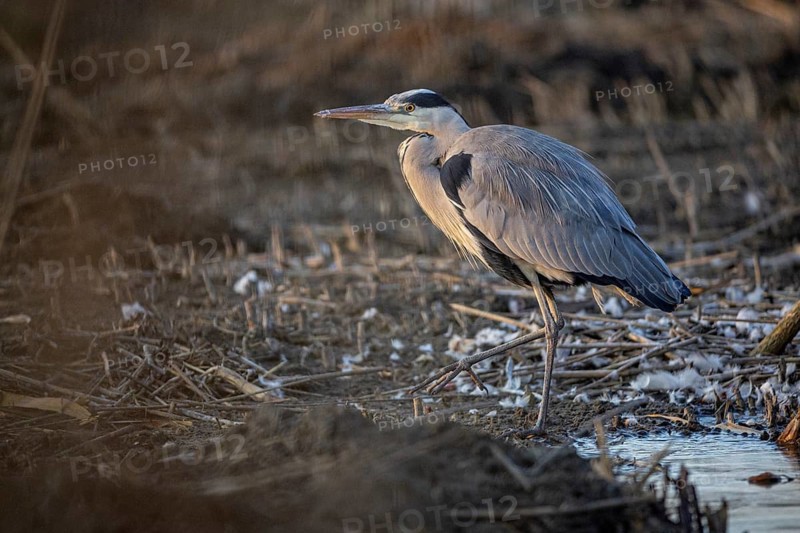 Grey heron (Ardea cinerea) Germany