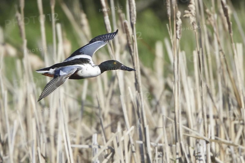 Northern Shoveler (Spatula clypeata) male flying, British Columbia, Canada