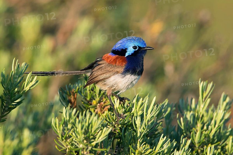 Blue-breasted Fairywren (Malurus pulcherrimus) male, South Australia, Australia
