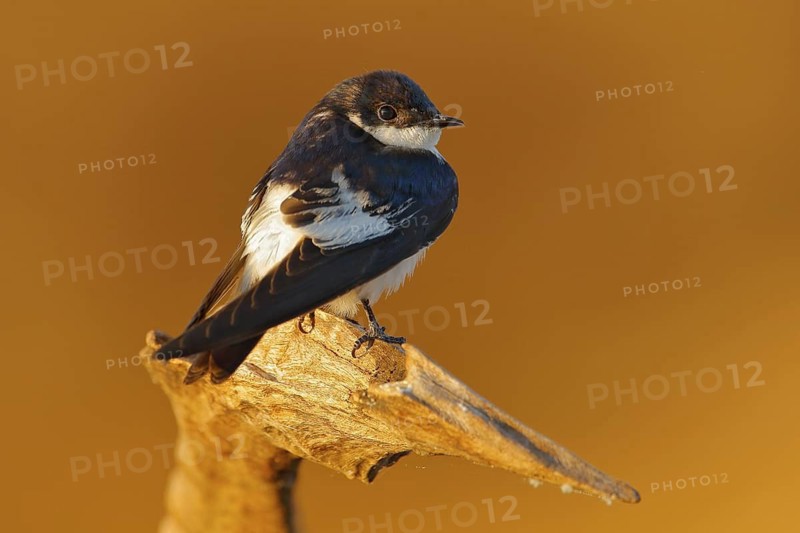 White-winged swallow, Tachycineta albiventer, bird from tropic river. Exotic swallow from Pantanal, Brazil. Bird sitting on the tree branch with clear green backgrounds. Swallow from Central America