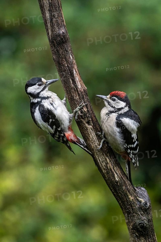 Great spotted woodpecker (Dendrocopos major) with young, Emsland, Lower Saxony, Germany