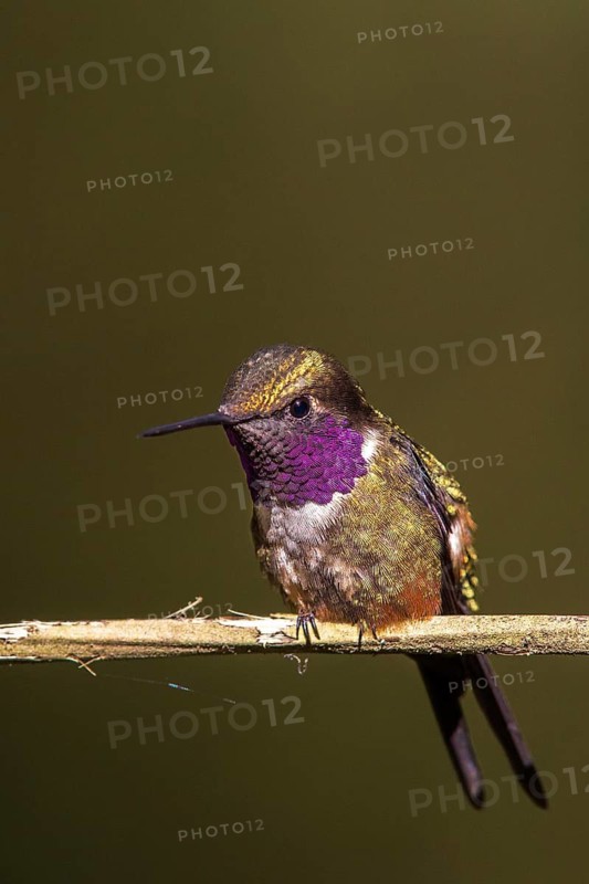 Purple-throated Woodstar (Calliphlox mitchellii) male perched on a branch, Tandayapa, Ecuador
