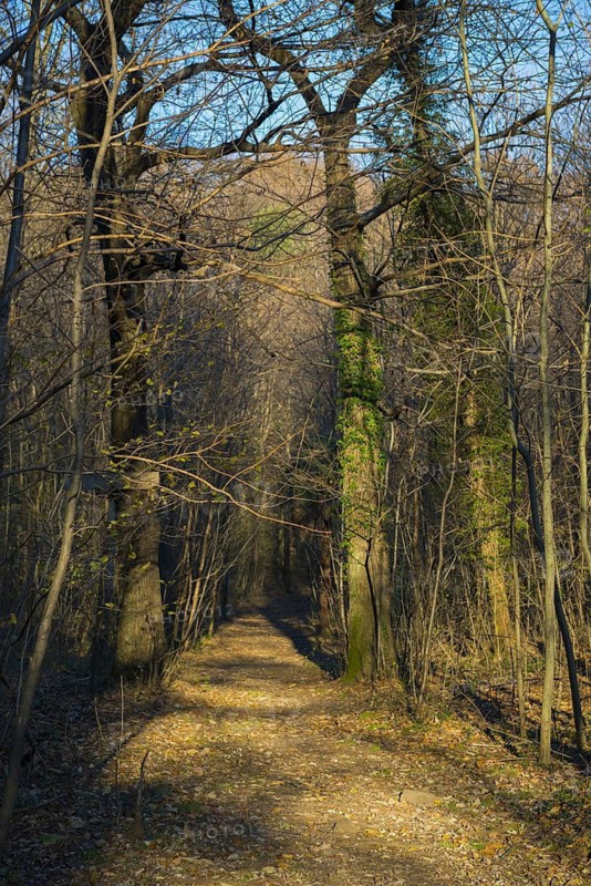 Path in the Forest with Bare Trees in a Sunny Day in Ascona, Ticino, Switzerland