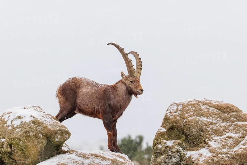 A male ibex (Capra ibex) stands on a rock in the snowstorm. A forest can be seen dimly in the background. Carinthia, Austria
