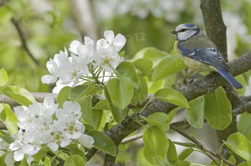 Eurasian Blue Tit (Cyanistes caeruleus), Saxony, Germany