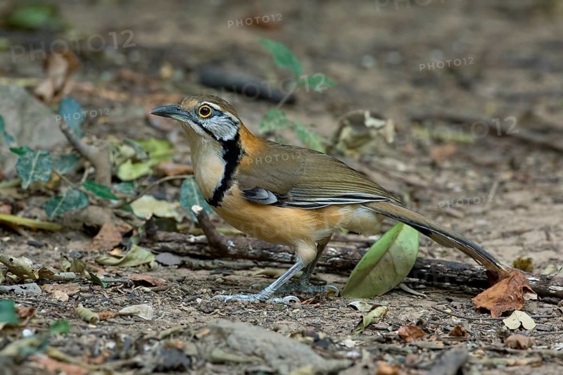Greater Necklaced Laughingthrush (Garrulax pectoralis), Kaeng Krachan, Thailand