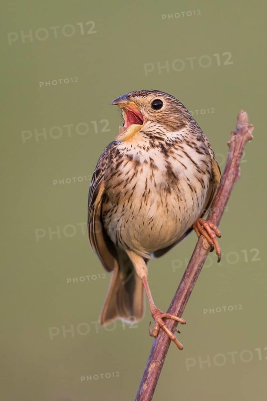 Corn Bunting - Grauammer - Miliaria calandra ssp. calandra, Hungary, adult