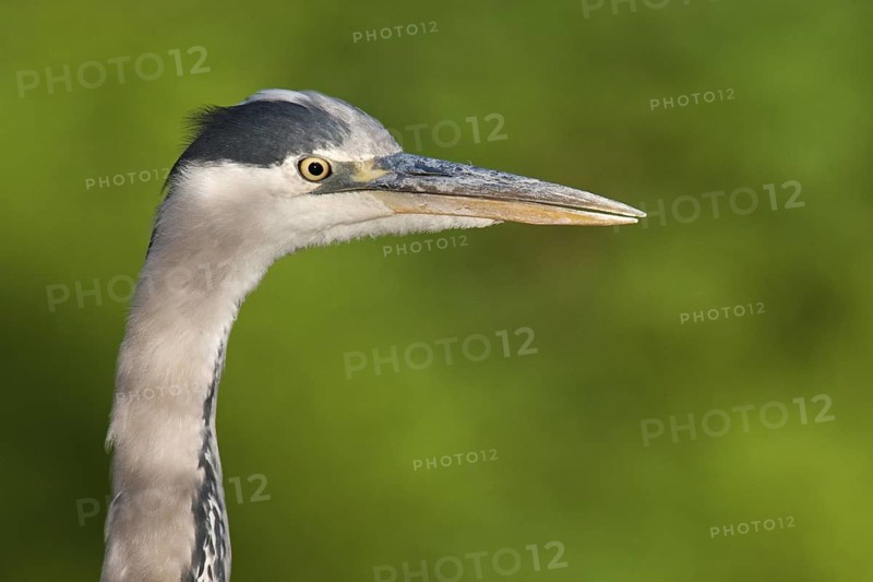 Grey Heron (Ardea cinerea), Berlin, Germany