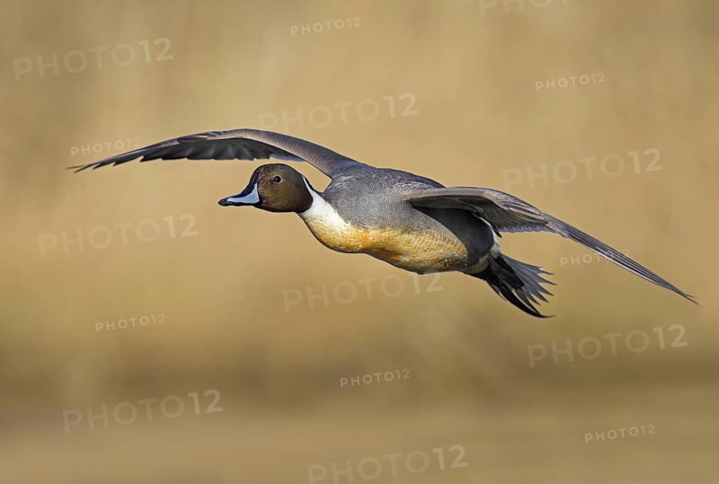 Northern Pintail (Anas acuta) male flying, British Columbia, Canada