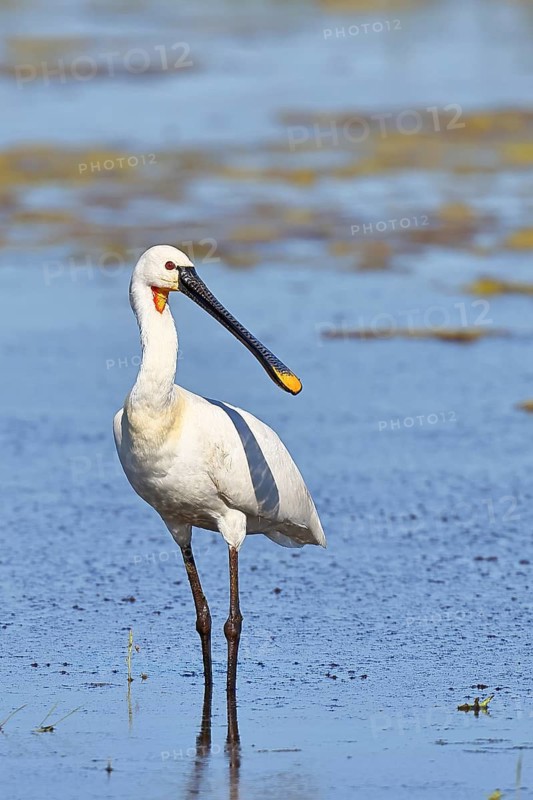 Spoonbill (Platalea leucorodia), adult bird striding through shallow water, adult bird in splendour, wildlife, Ziggsee, Burgenland, Austria