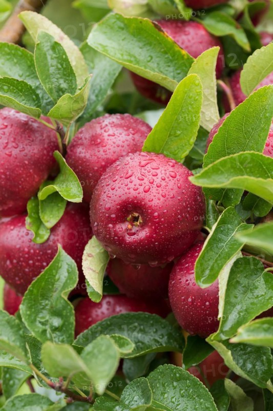 Apple (Malus domestica 'Gaia'), Bundessorteamt, testing centre Wurz, Germany