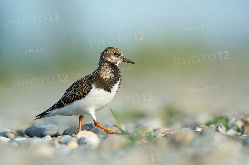 Ruddy Turnstone (Arenaria interpres), Vorarlberg, Austria