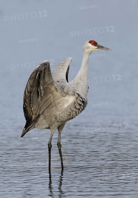 Sandhill Crane (Antigone canadensis), British Columbia, Canada