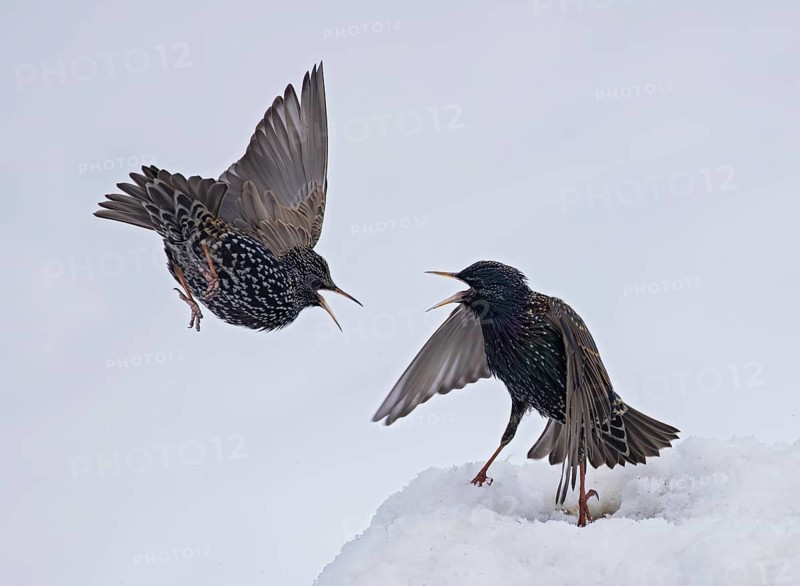 Starling (Sturnus vulgaris), close-up, two adult birds attacking each other in flight in an aggressive territorial fight in winter in the snow, Baden-Württemberg, Germany