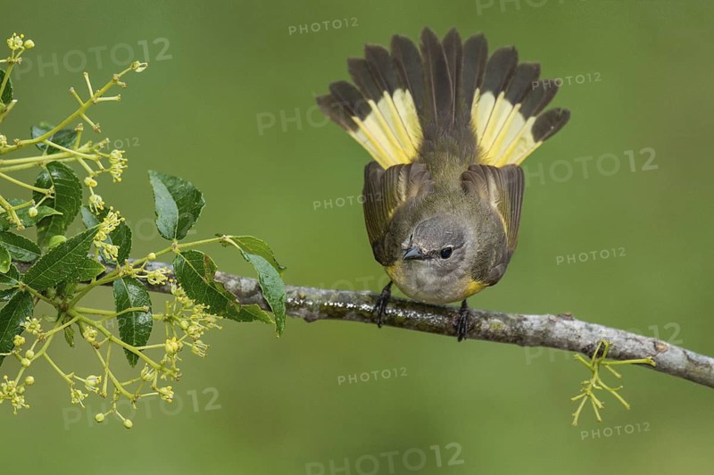 American Redstart (Setophaga ruticilla) female perched on a branch, Texas, USA