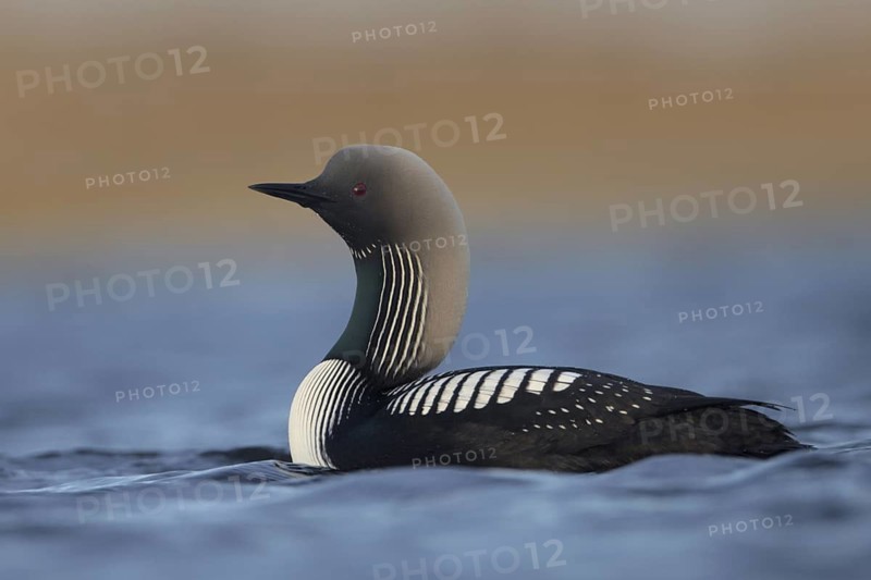 Pacific Loon (Gavia pacifica), Alaska, USA