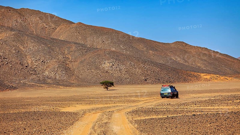 A single tree in the vast desert landscape, an off-road vehicle on a dusty road, off-road vehicles through the endless landscape of the Sahara desert in Algeria