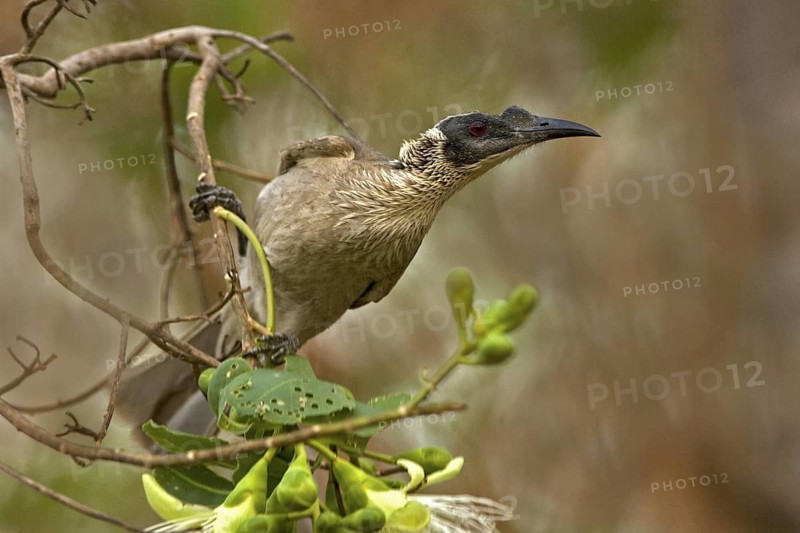 Silver-crowned Friarbird (Philemon argenticeps), Western Australia, Australia
