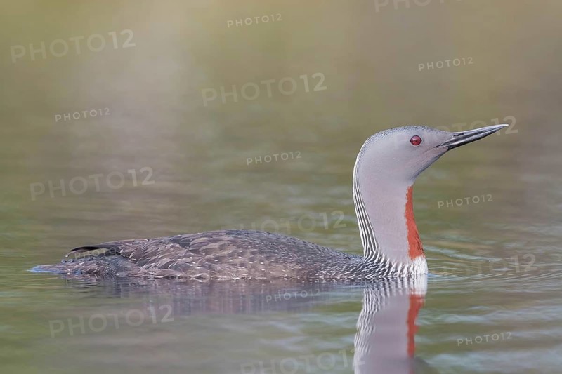 Sterntaucher (Gavia stellata) Red-throated Diver