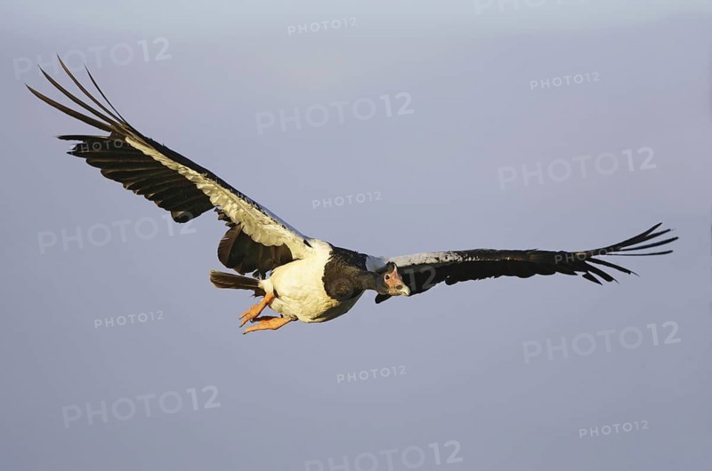 Magpie Goose (Anseranas semipalmata), Victoria, Australia