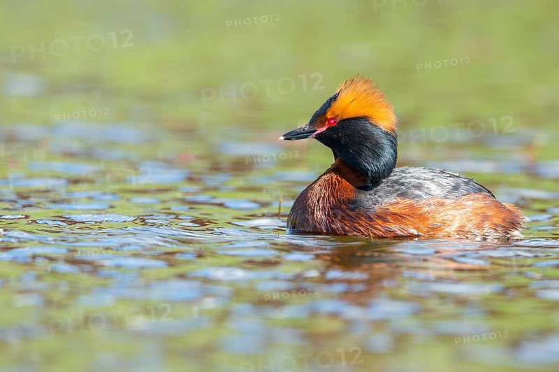 Slavonian grebe (Podiceps auritus) swimming on a lake, Västergötland, Falköping, Sweden