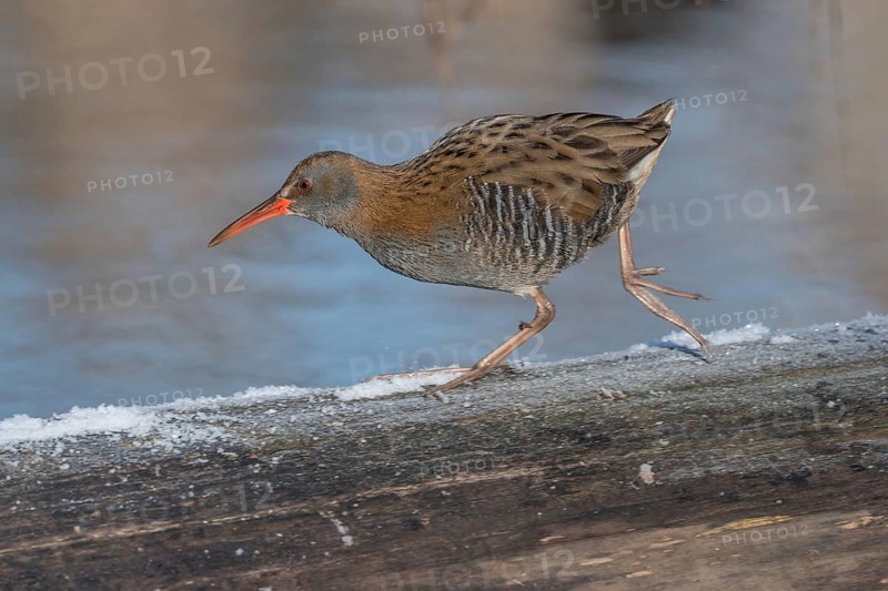 Water Rail (Rallus aquaticus) runs along a branch at the edge of the water in the moor. The sun illuminates the landscape and birds search for food