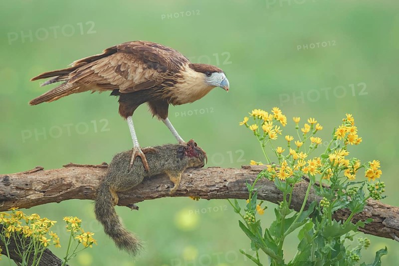 Northern Crested Caracara (Caracara cheriway) juvenile perched on a branch with carcass, Texas, USA