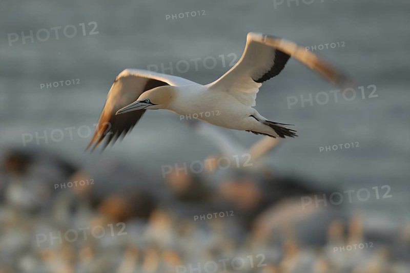 Cape Gannet (Morus capensis), Lamberts Bay, South Africa