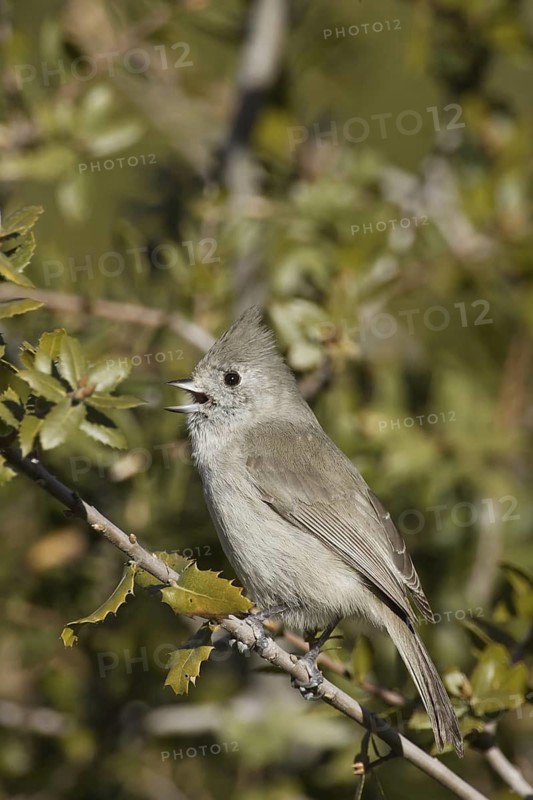 Oak Titmouse (Baeolophus inornatus) singing, California, USA