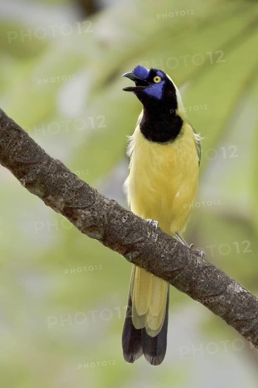 Inca Jay (Cyanocorax yncas), Ecuador
