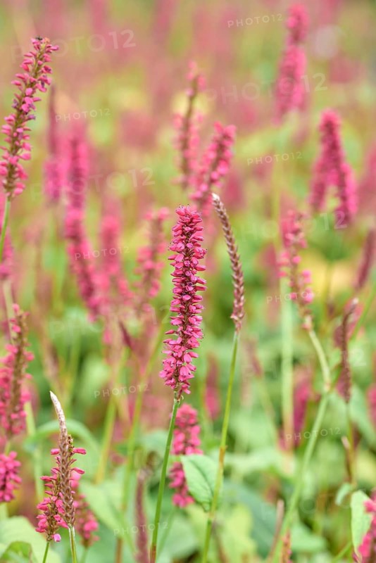 Candle knotweed (Persicaria amplexicaulis 'Speciosa'), Federal Republic of Germany
