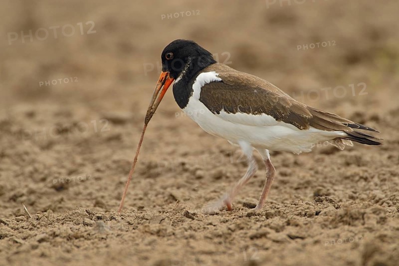 Eurasian Oystercatcher (Haematopus ostralegus) pulling a worm out from the ground, Netherlands