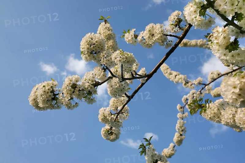 Dettinger Kirschenweg and Kirschenheimat, cherry growing tradition in the Erms Valley, cherry tree (Prunus avium), white blossoms, cherry blossoms, blossom dream, pleasure hiking trail, spring, Dettingen an der Erms, Neckar-Alb region, Baden-Württemberg, Germany