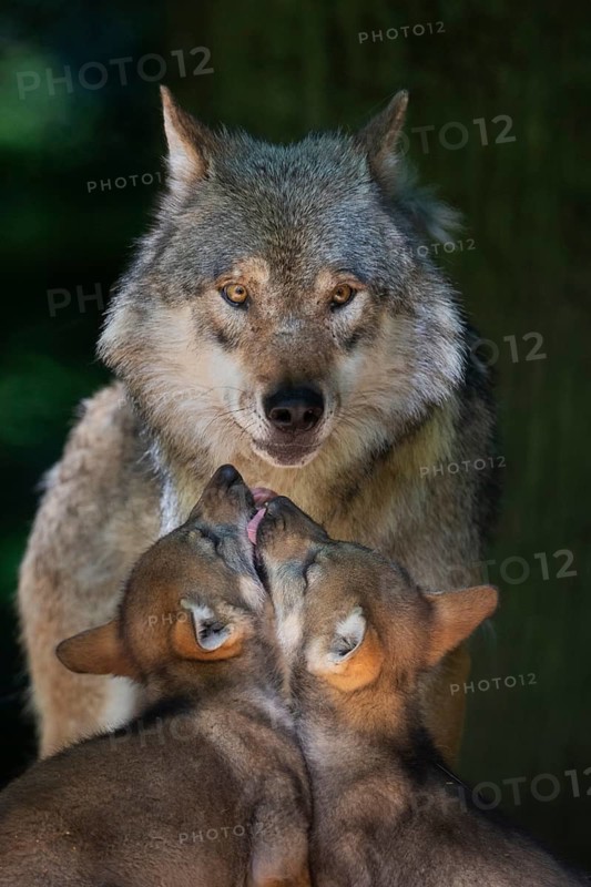European Wolf (Canis lupus) two young with mother, Lower Saxony, Germany