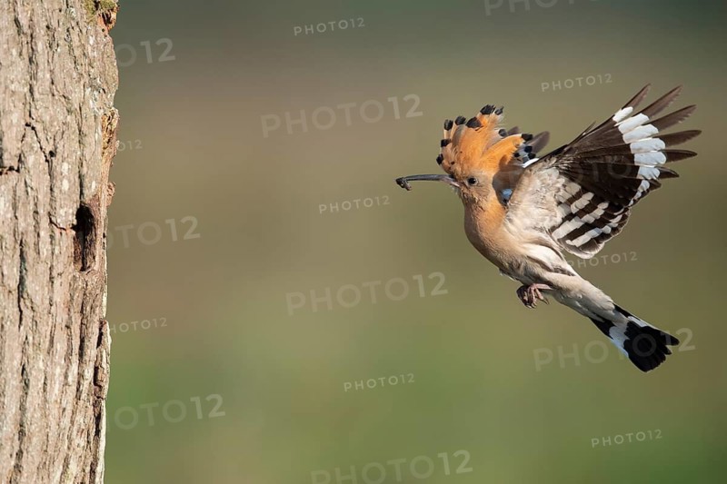 Hoopoe in flight (Upupa epops), Faßberg, Lower Saxony, Germany