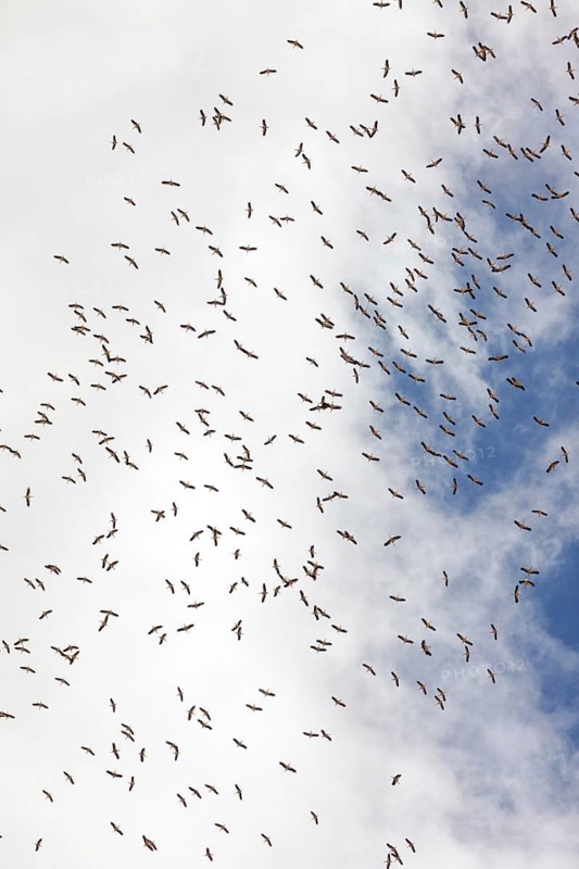 White stork, white storks, (Ciconia ciconia), animals, birds, group, bird migration, gathering, many, blue sky, storks, Israel